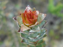 Saltera sarcocolla red stem-tip leaves